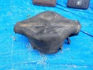 Ford Mustang 302 5.0 Ignition Distributor Boot Cover E5TE-12252-AA.. Fixed Price $35.00.