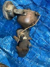 Triumph Spitfire Delco Remy Distributor Dizzy D204. Fixed Price $28.99.